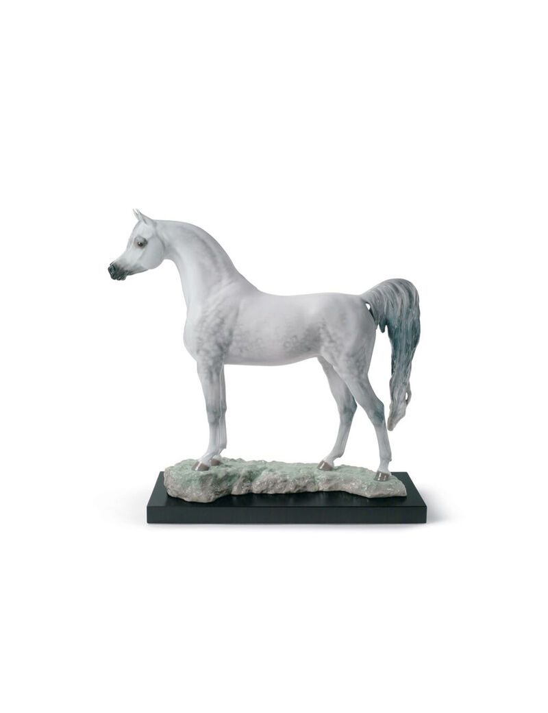 Lld Arabian Pure Breed L E Wht Lld Arabian Pure Breed L E Wht